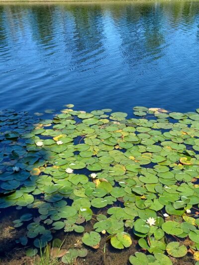 Baker Lake - Springfield, GA