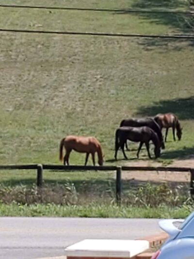 Idle Hour Park - Springfield, KY