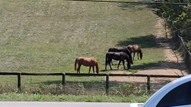Idle Hour Park - Springfield, KY