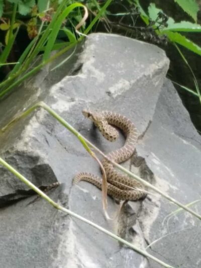 Georgia Pacific Park - Springfield, OR