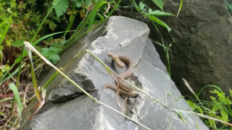 Georgia Pacific Park - Springfield, OR