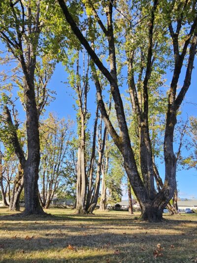 Douglas Gardens Park - Springfield, OR
