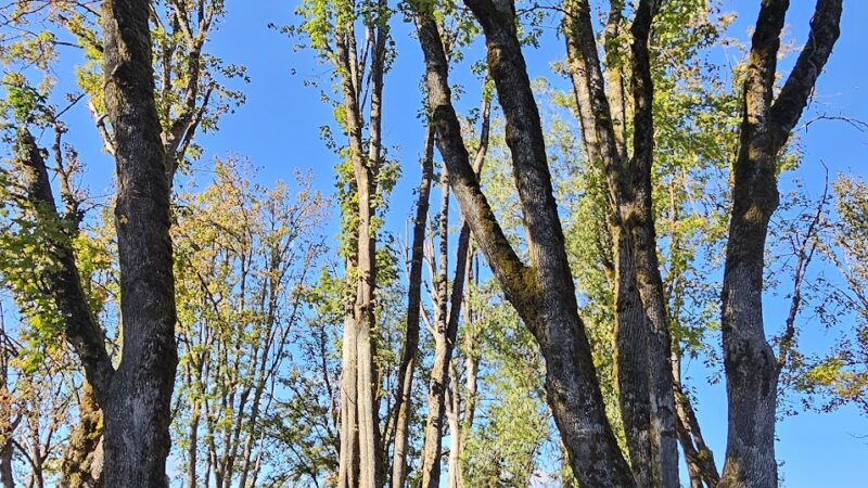Douglas Gardens Park - Springfield, OR