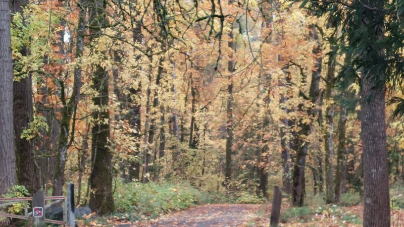Eastgate Woodlands - Springfield, OR