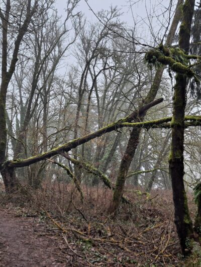 Eastgate Woodlands - Springfield, OR