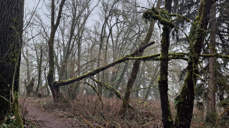 Eastgate Woodlands - Springfield, OR