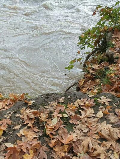 Eastgate Woodlands - Springfield, OR