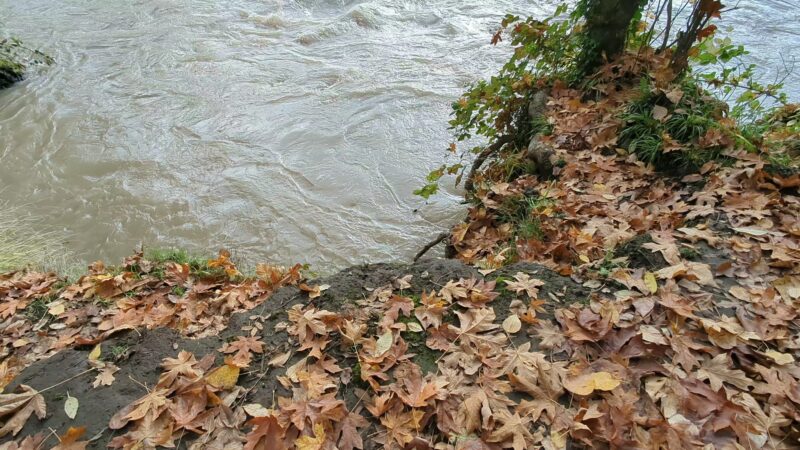 Eastgate Woodlands - Springfield, OR