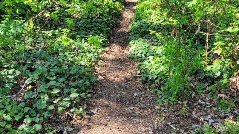 Eastgate Woodlands - Springfield, OR