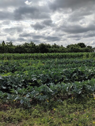 Gamebird Park - Springfield, OR