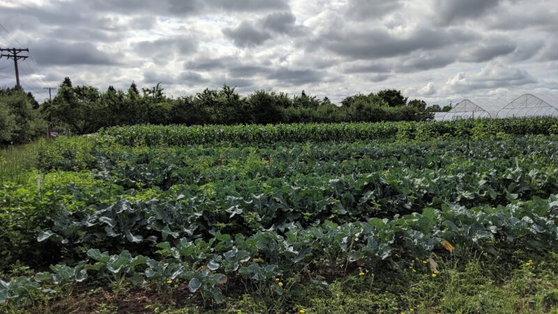 Gamebird Park - Springfield, OR
