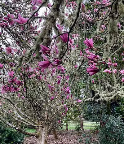 Wallace M. Ruff Jr. Memorial Park - Springfield, OR