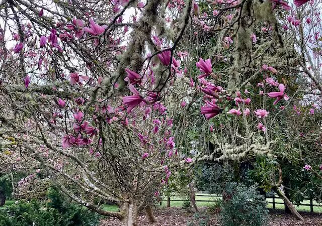 Wallace M. Ruff Jr. Memorial Park - Springfield, OR