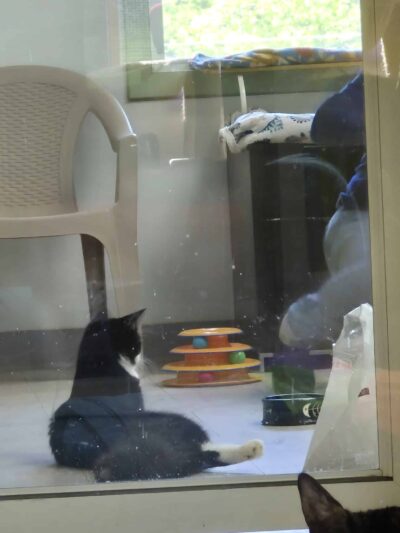 Springfield Humane Society - Springfield, VT