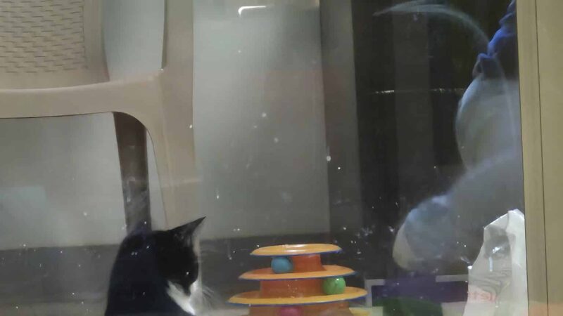 Springfield Humane Society - Springfield, VT