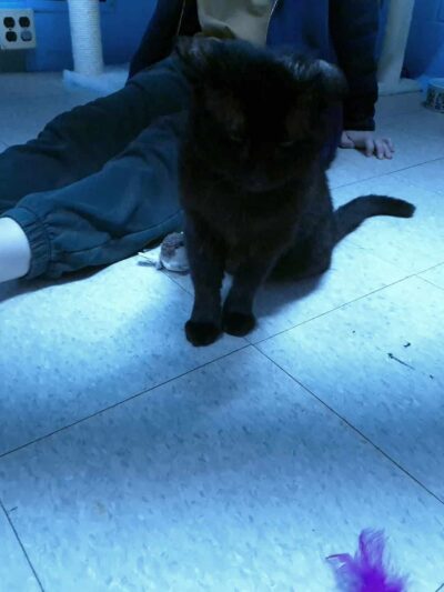 Springfield Humane Society - Springfield, VT