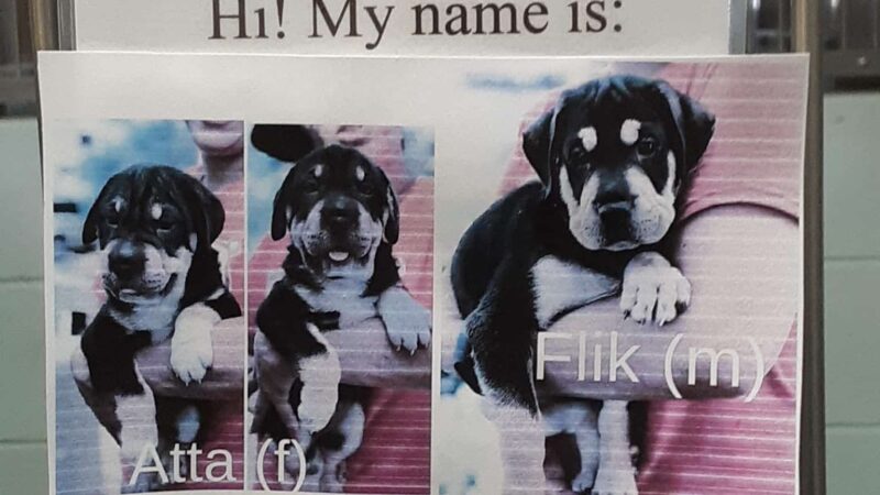 Springfield Humane Society - Springfield, VT