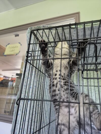 Springfield Humane Society - Springfield, VT