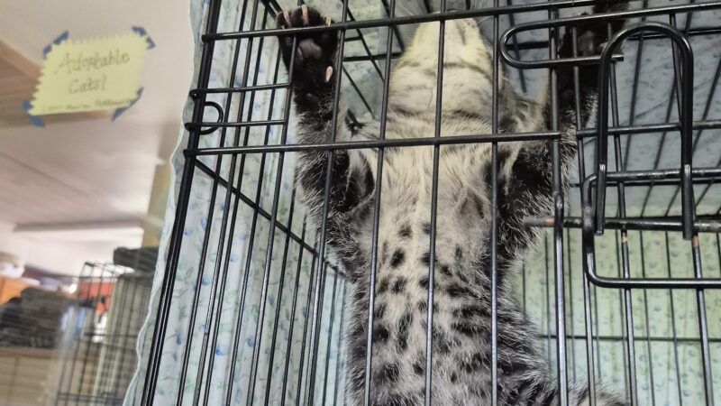 Springfield Humane Society - Springfield, VT