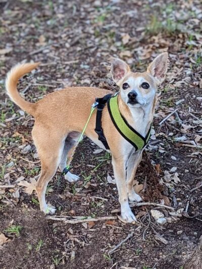 Springtown Park - Springtown, TX