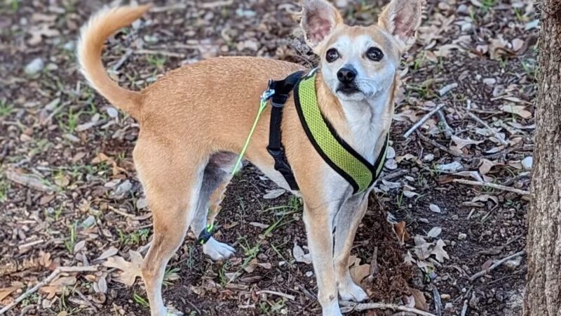 Springtown Park - Springtown, TX