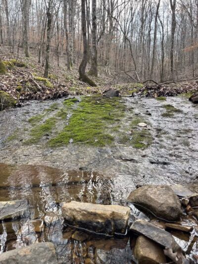 Big Canoe Creek Nature Preserve - Springville, AL