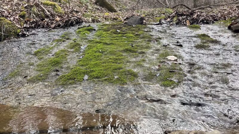 Big Canoe Creek Nature Preserve - Springville, AL