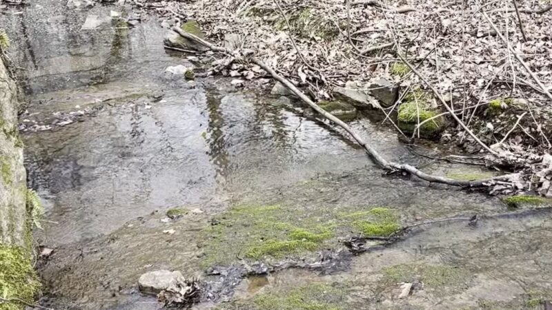 Big Canoe Creek Nature Preserve - Springville, AL