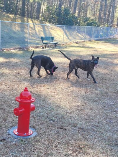Spruce Pine Dog Park - Spruce Pine, NC