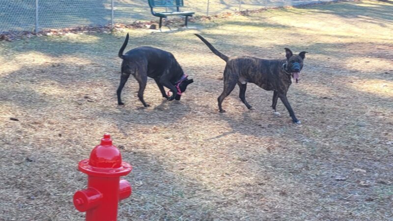 Spruce Pine Dog Park - Spruce Pine, NC