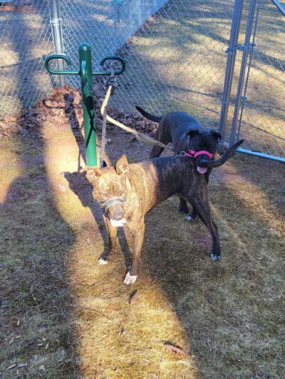 Spruce Pine Dog Park - Spruce Pine, NC