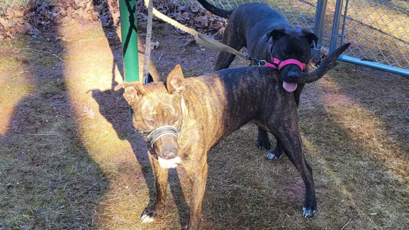 Spruce Pine Dog Park - Spruce Pine, NC