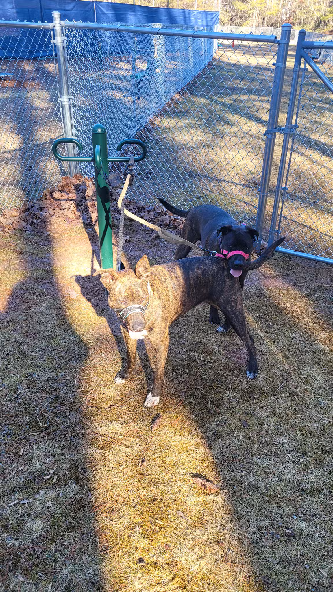 Spruce Pine Dog Park - Spruce Pine, NC