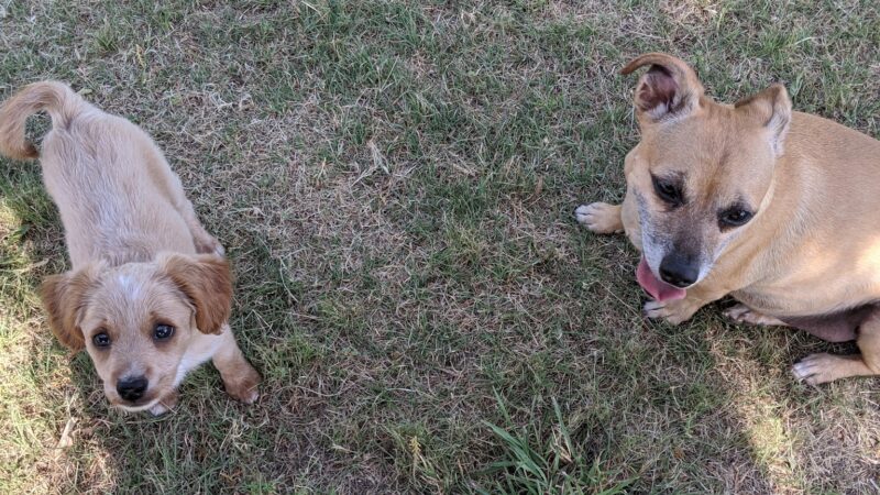 Swenson Park - Spur, TX