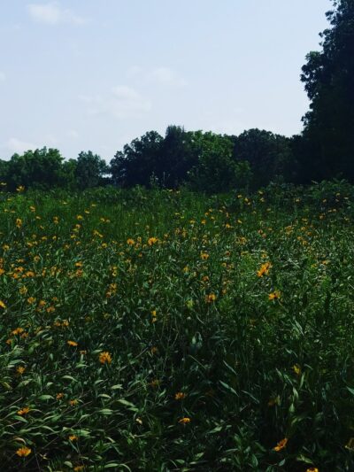 Cedar River Sportsman's Park - St Ansgar, IA