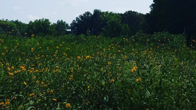 Cedar River Sportsman's Park - St Ansgar, IA