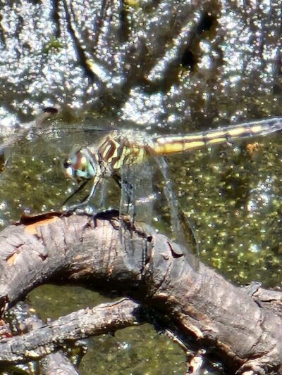 Twelve Mile Swamp Conservation Area - St. Augustine, FL