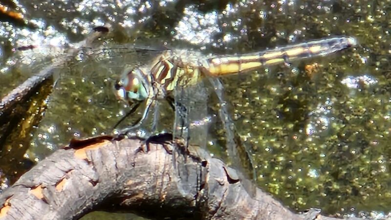 Twelve Mile Swamp Conservation Area - St. Augustine, FL