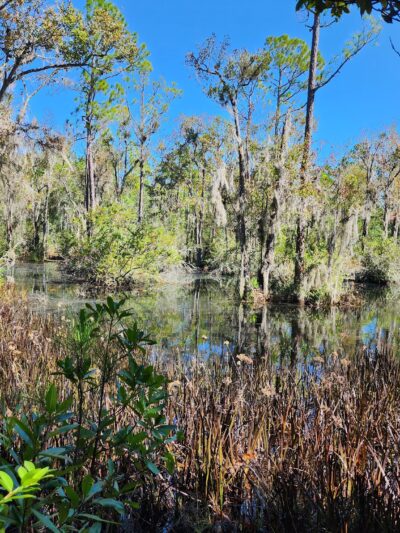 Twelve Mile Swamp Conservation Area - St. Augustine, FL