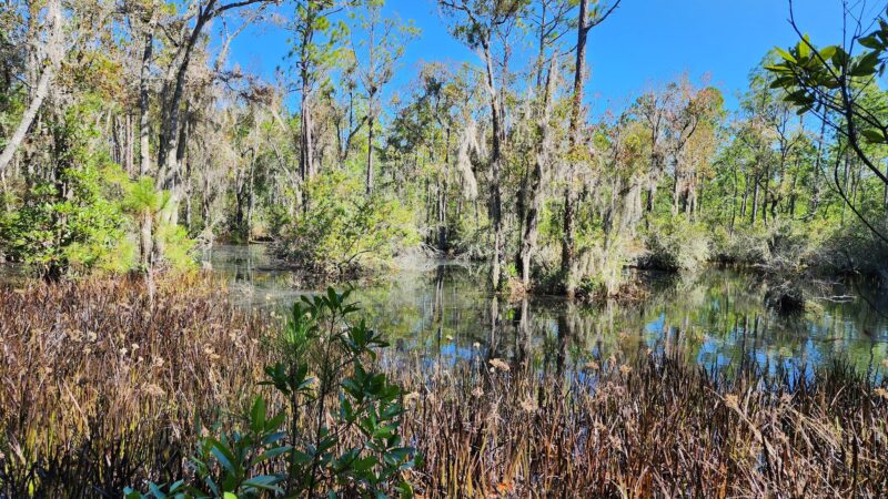 Twelve Mile Swamp Conservation Area - St. Augustine, FL