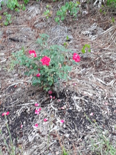 Twelve Mile Swamp Conservation Area - St. Augustine, FL