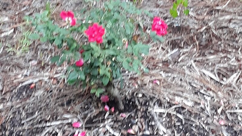 Twelve Mile Swamp Conservation Area - St. Augustine, FL