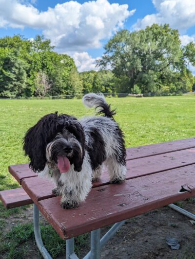 Dog Park - St. Charles, IL
