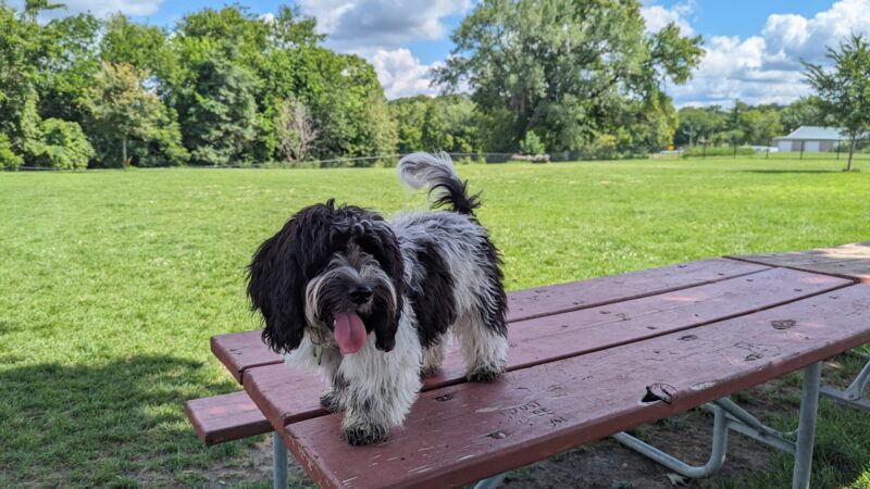 Dog Park - St. Charles, IL