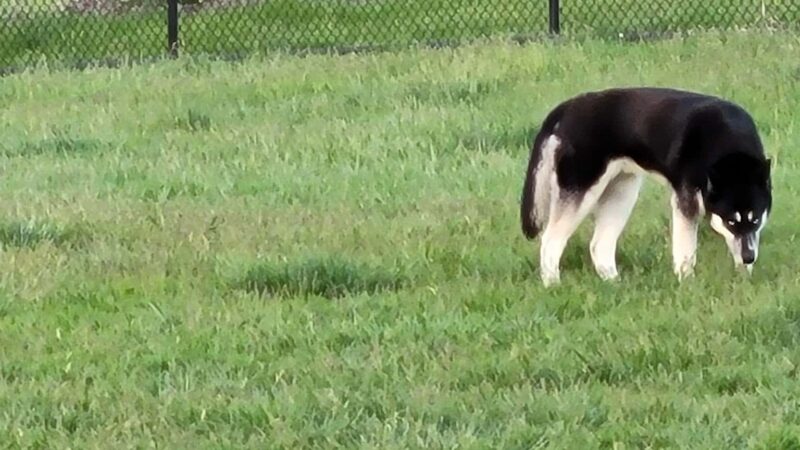 Dog Park - St. Charles, IL
