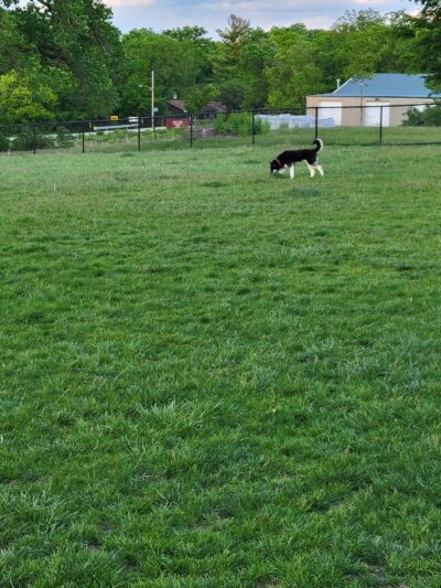 Dog Park - St. Charles, IL