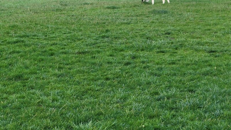 Dog Park - St. Charles, IL