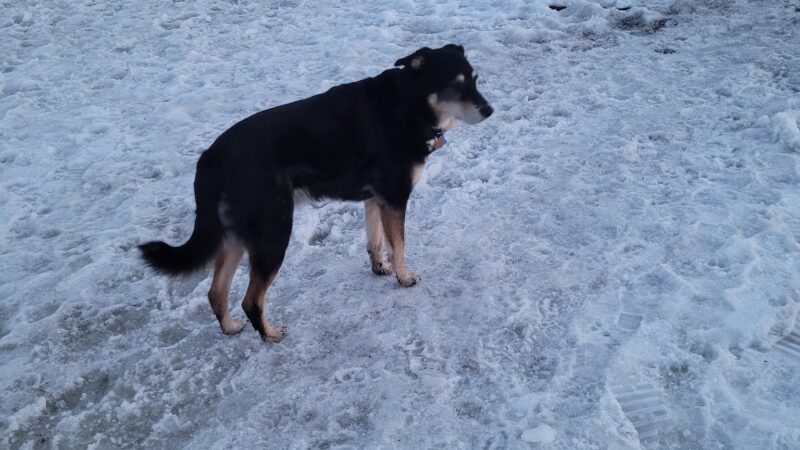 James O. Breen Community Dog Park - St. Charles, IL