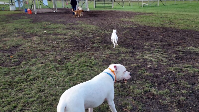 James O. Breen Community Dog Park - St. Charles, IL