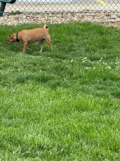 Dog Park at Love's Travel Stops - St Charles, MN